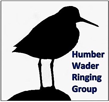 Humber Wader Ringing Group